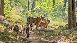 Tiger family in Satpura